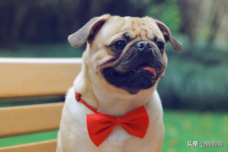 在狗狗网买宠物真的不会踩雷吗？