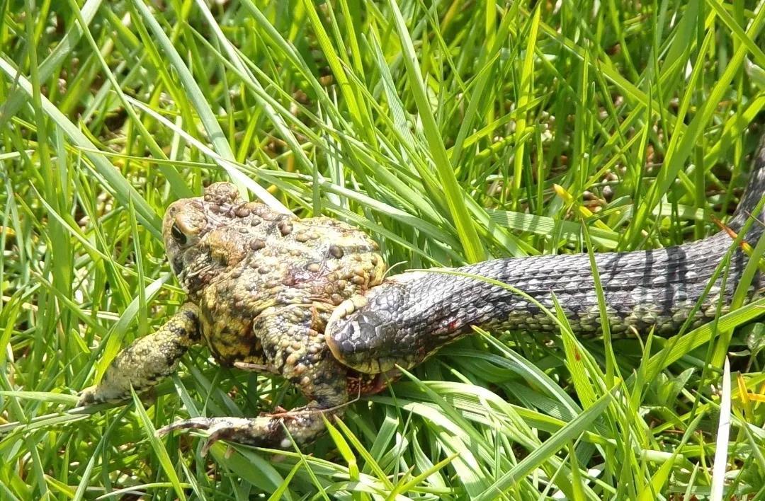 想养红点锦蛇却怕被咬？