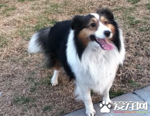 喜乐蒂牧羊犬到底该吃什么狗粮？