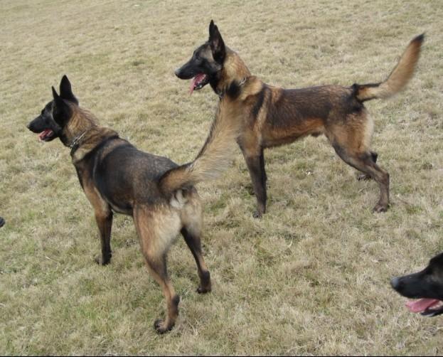 比利时牧羊犬到底要花多少钱才养得起? 比利时牧羊犬到底要花多少钱才养得起?