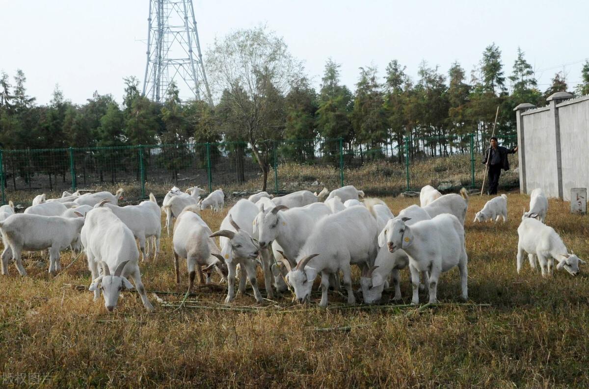 属羊人2021下半年能翻身吗？