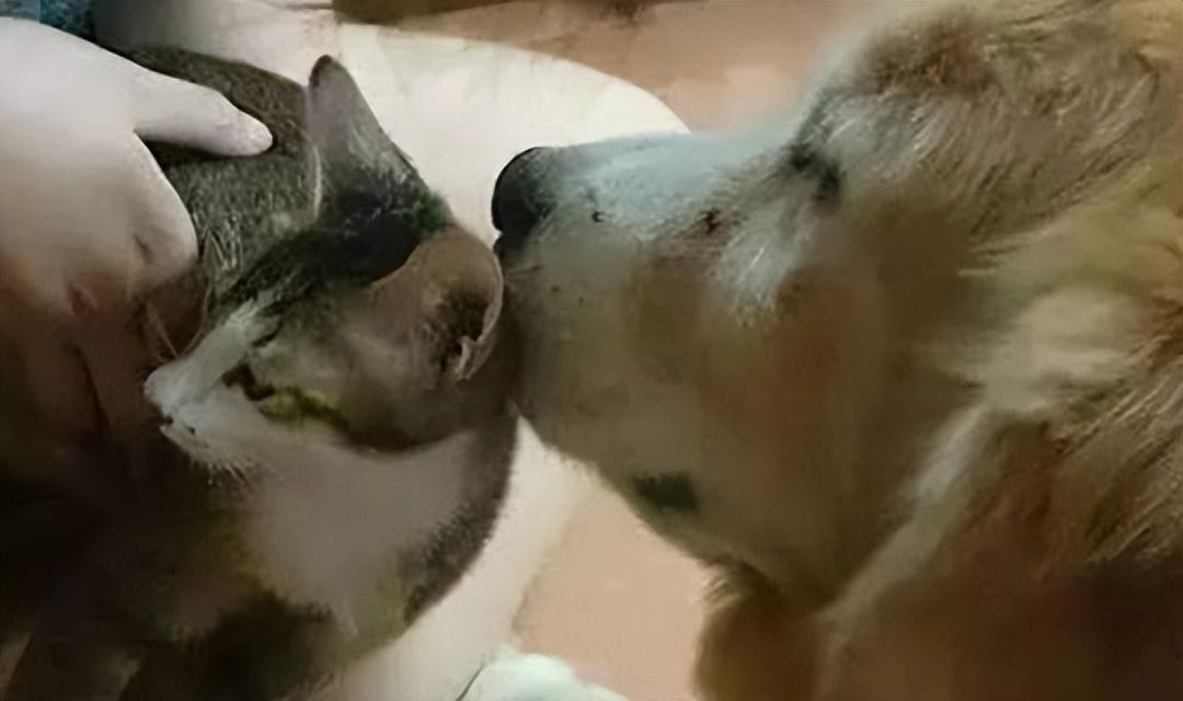 淘宝旗舰店入驻条件及费用详解：了解开店所需材料和成本