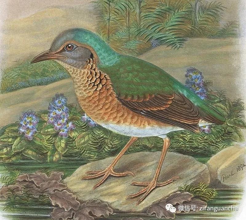 蓝背八色鸫到底有多难养？