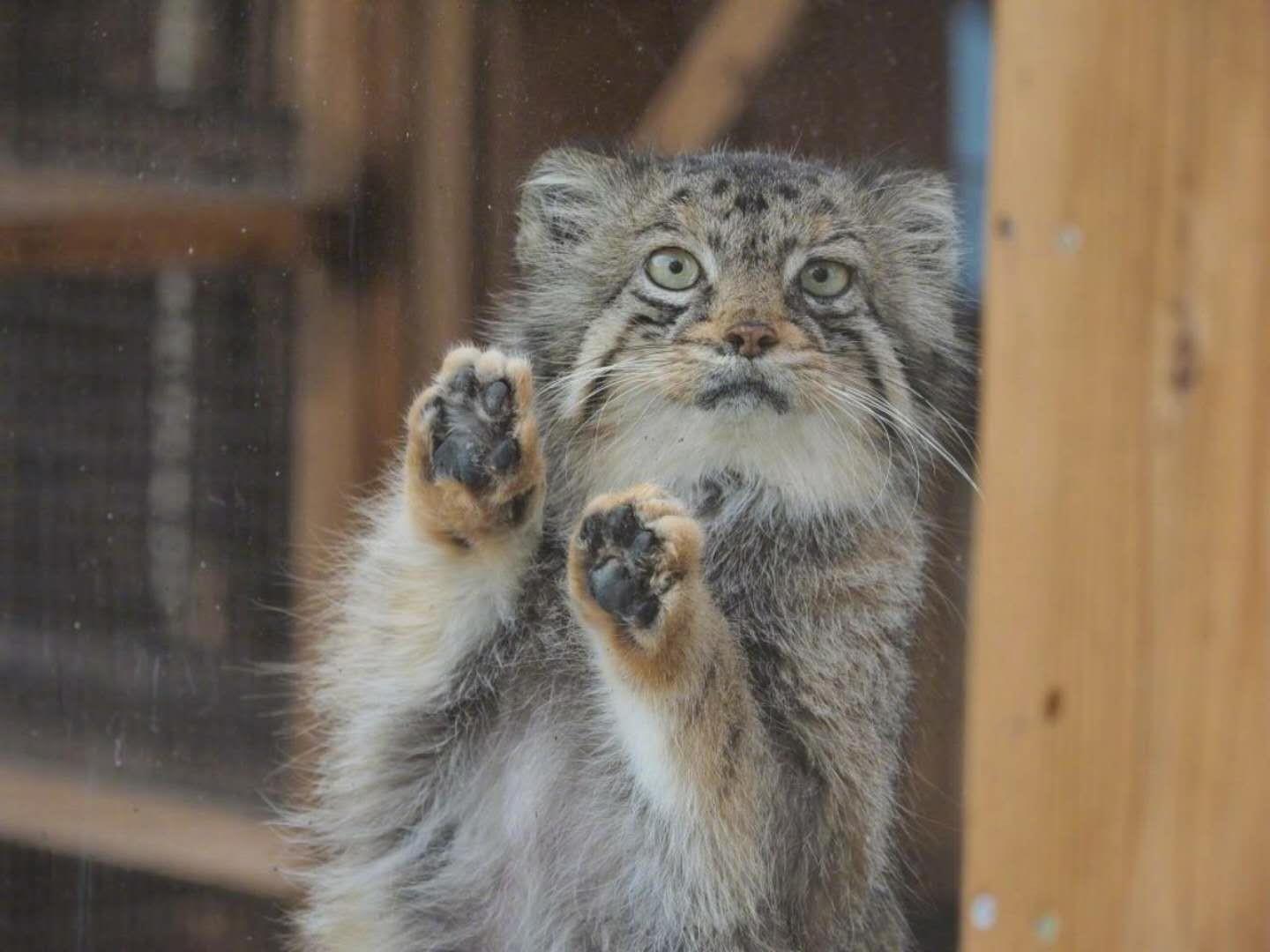 野兔为啥总在黄昏时分出没? 野兔为啥总在黄昏时分出没?