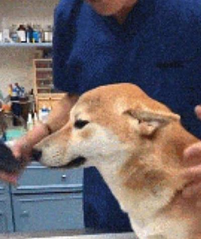 八哥鸟生病了？快来了解它们可以吃什么药