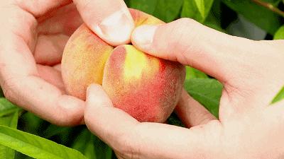 南京水果批发市场怎么进货最划算？