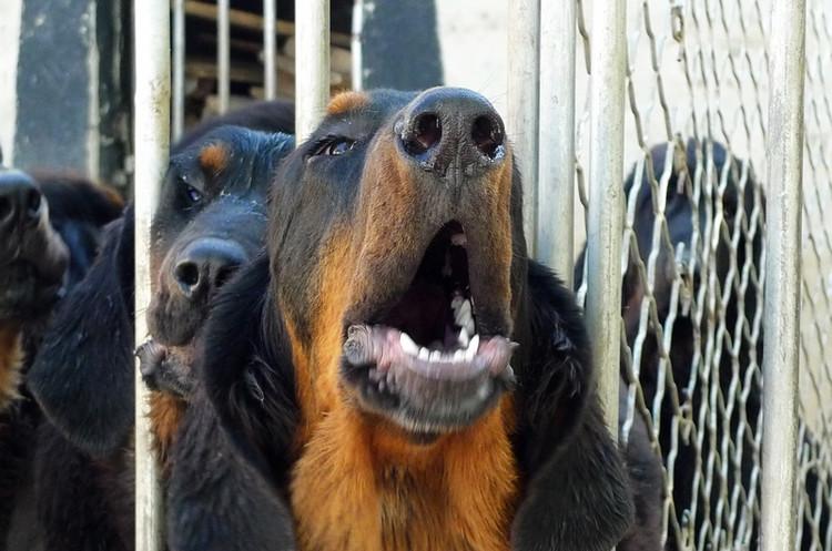 虎头獒真的适合新手饲养吗？