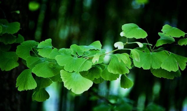 财神鱼起头技巧全解析：掌握饲养方法助你成功培育