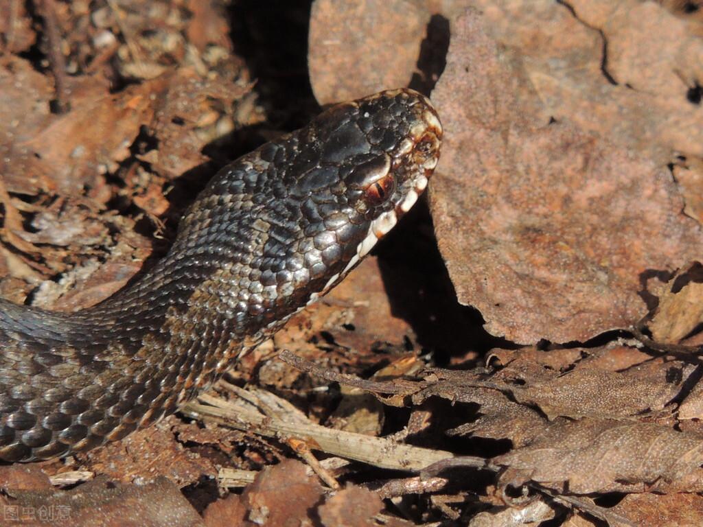 梦见蛇代表要发财还是倒大霉？