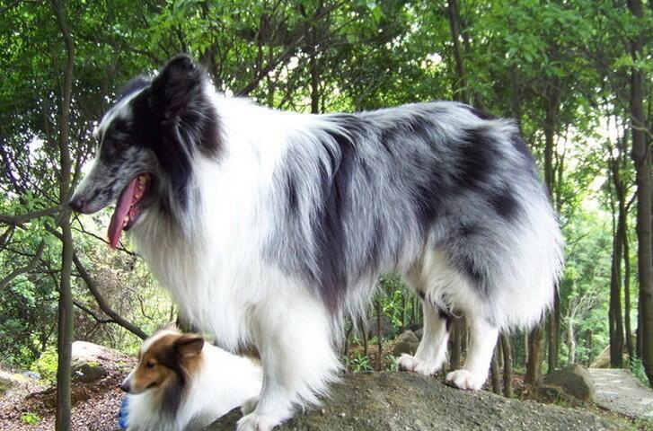 迷你杜宾犬真的适合新手养吗？