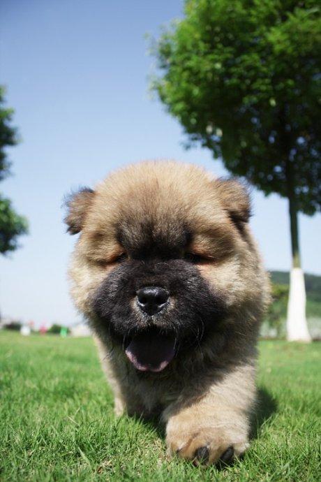 大白熊犬真的适合新手养吗？