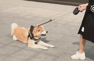 训练秋田犬的10个实用技巧，让你的宠物更听话更聪明