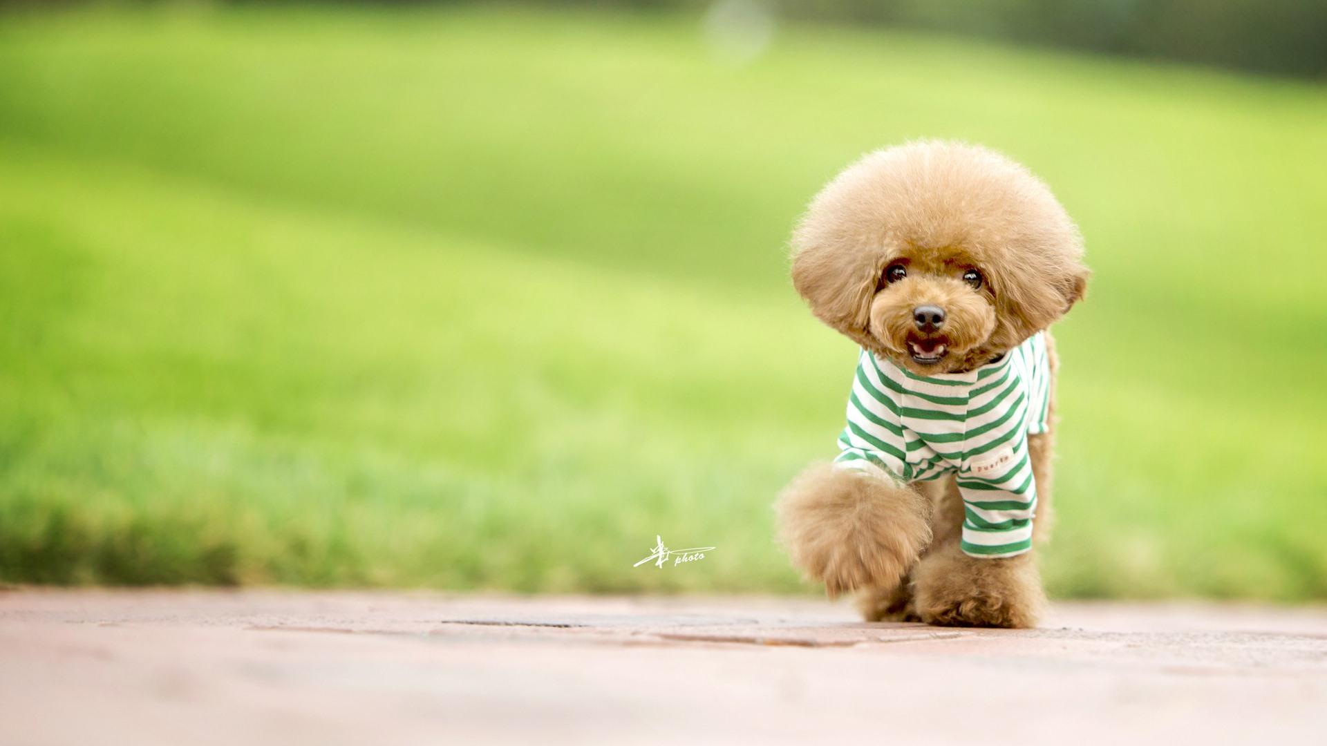 贵妇犬到底要花多少钱才能带回家？