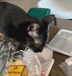 新手养猫必须买家家猫饮水机吗？