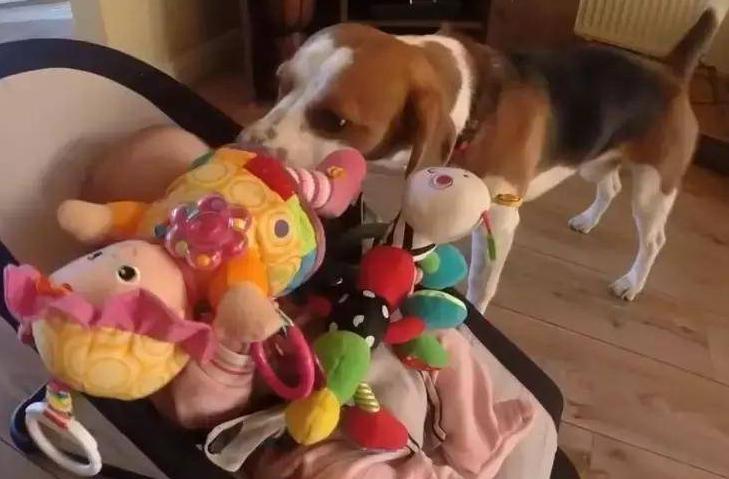 养巴吉度犬到底要花多少钱？