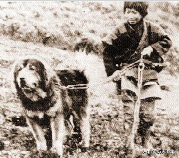 新手养虎头藏獒真的能hold住吗？