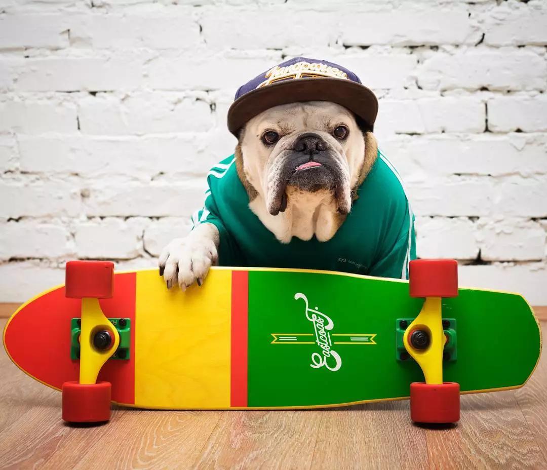 英国斗牛犬为啥有人卖3000有人卖3万？