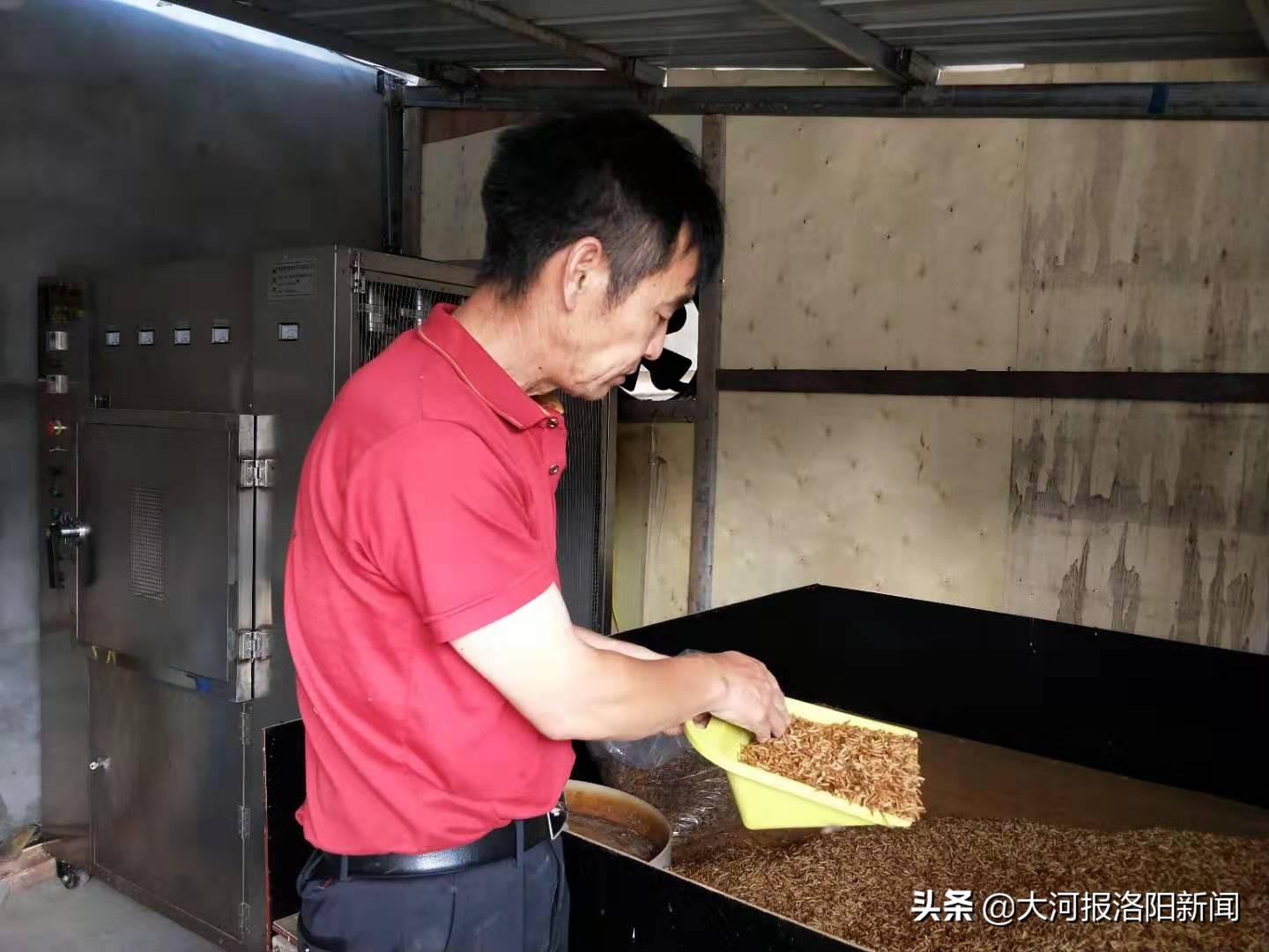 蝎子喂食要点有哪些?在喂食时需要注意些什么? 蝎子喂食要点有哪些?在喂食时需要注意些什么?