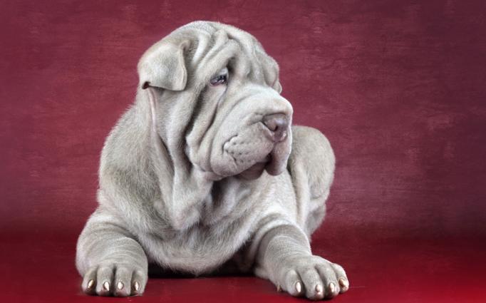 养斗牛獒犬前必须知道的7件事? 养斗牛獒犬前必须知道的7件事?