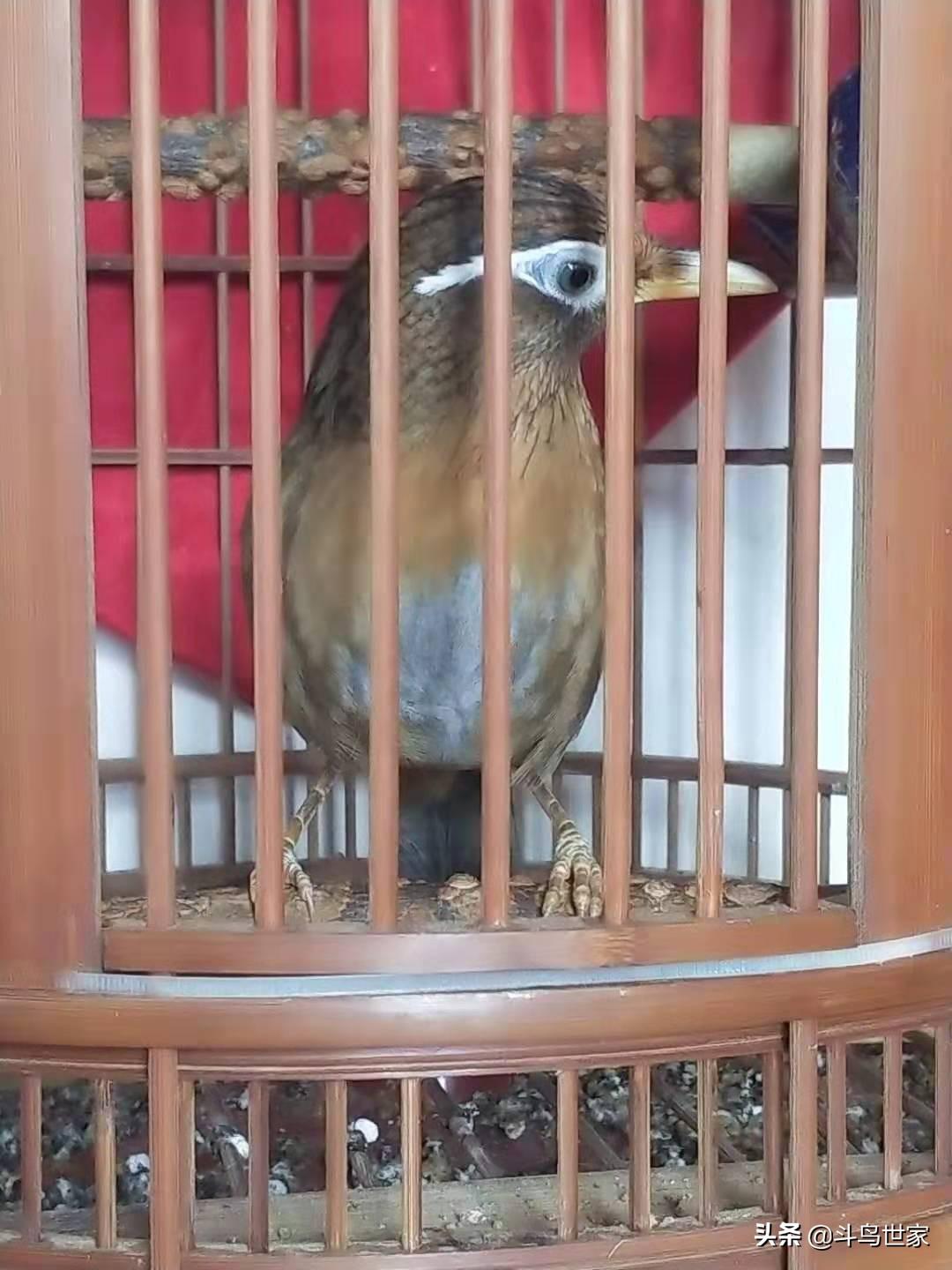 画眉鸟驯养全攻略：驯服画眉鸟的注意事项与技巧