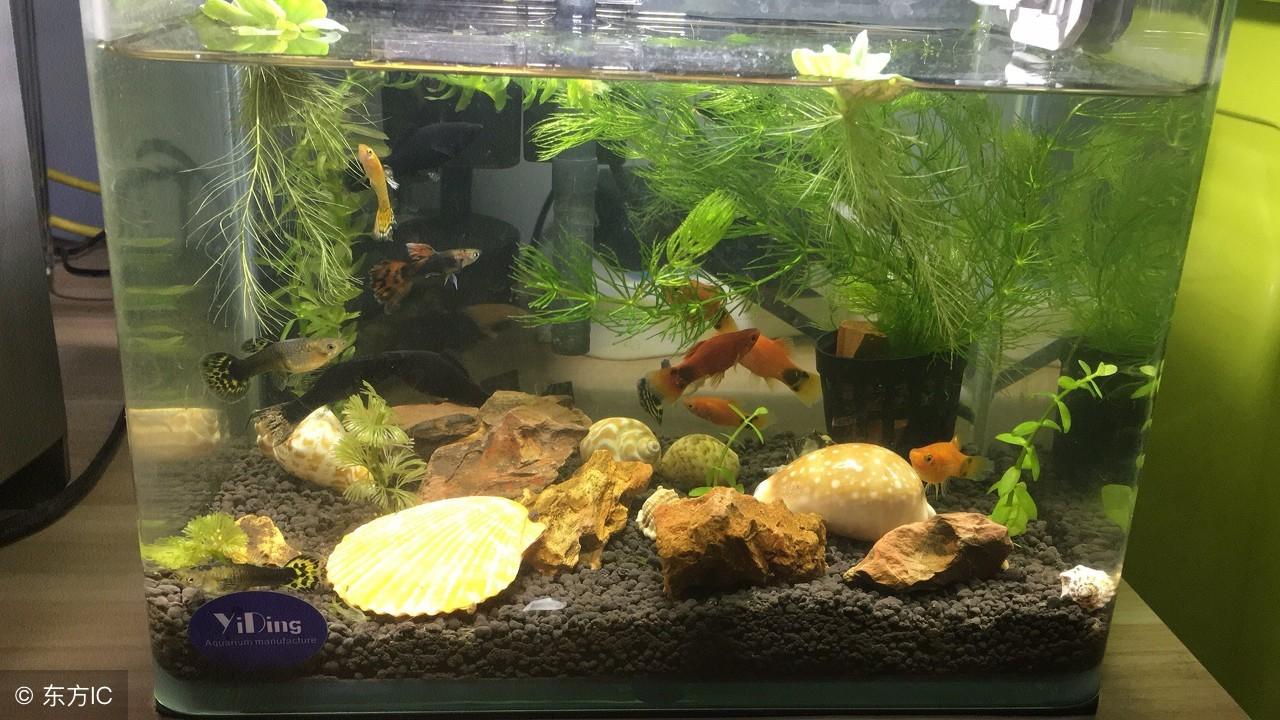 生态鱼缸养鱼技巧:如何保持鱼缸水质的最佳状态 生态鱼缸养鱼技巧:如何保持鱼缸水质的最佳状态