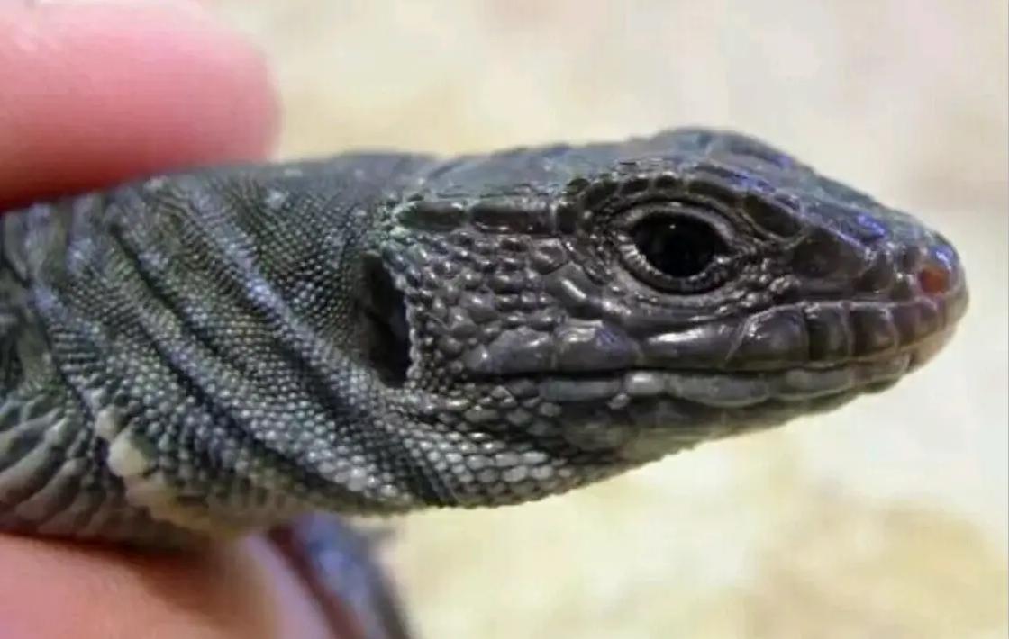 宠物蜥蜴真的适合新手饲养吗？