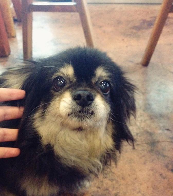 花5万买个宠物天猫店到底靠不靠谱？