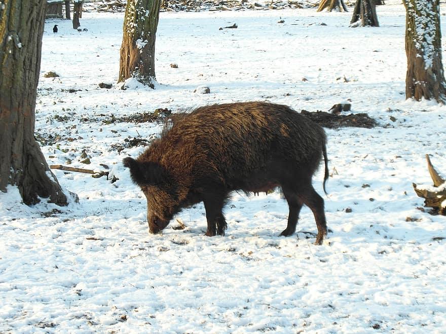 探索蛋白质新来源:饲用昆虫带来的新机遇 探索蛋白质新来源:饲用昆虫带来的新机遇