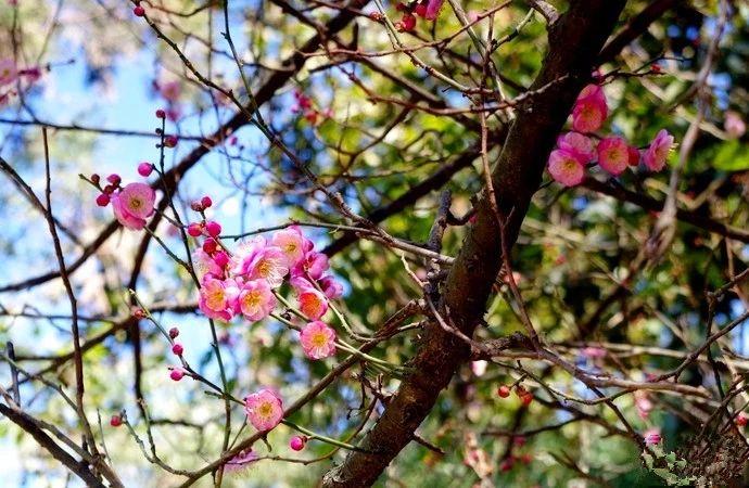 1985年11月24日出生的人命运如何？详细解析命理与运势