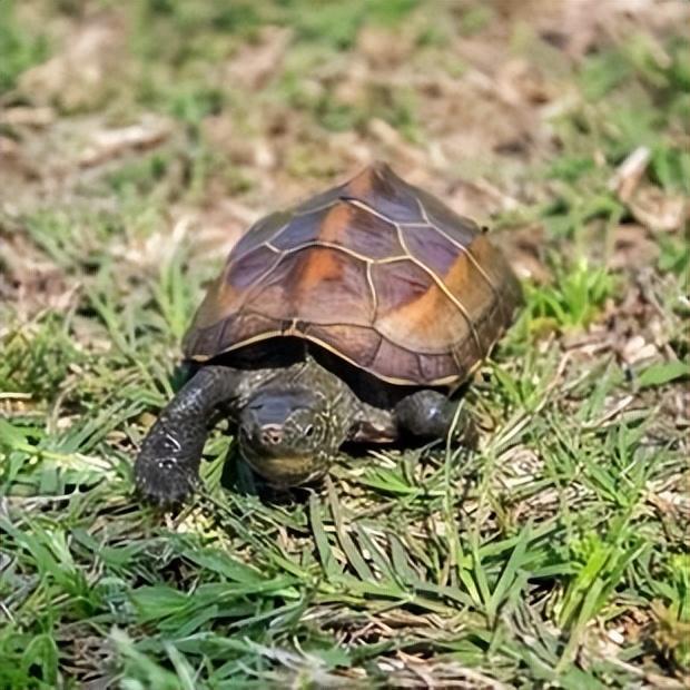 为什么你的乌龟总是活不过三个月？