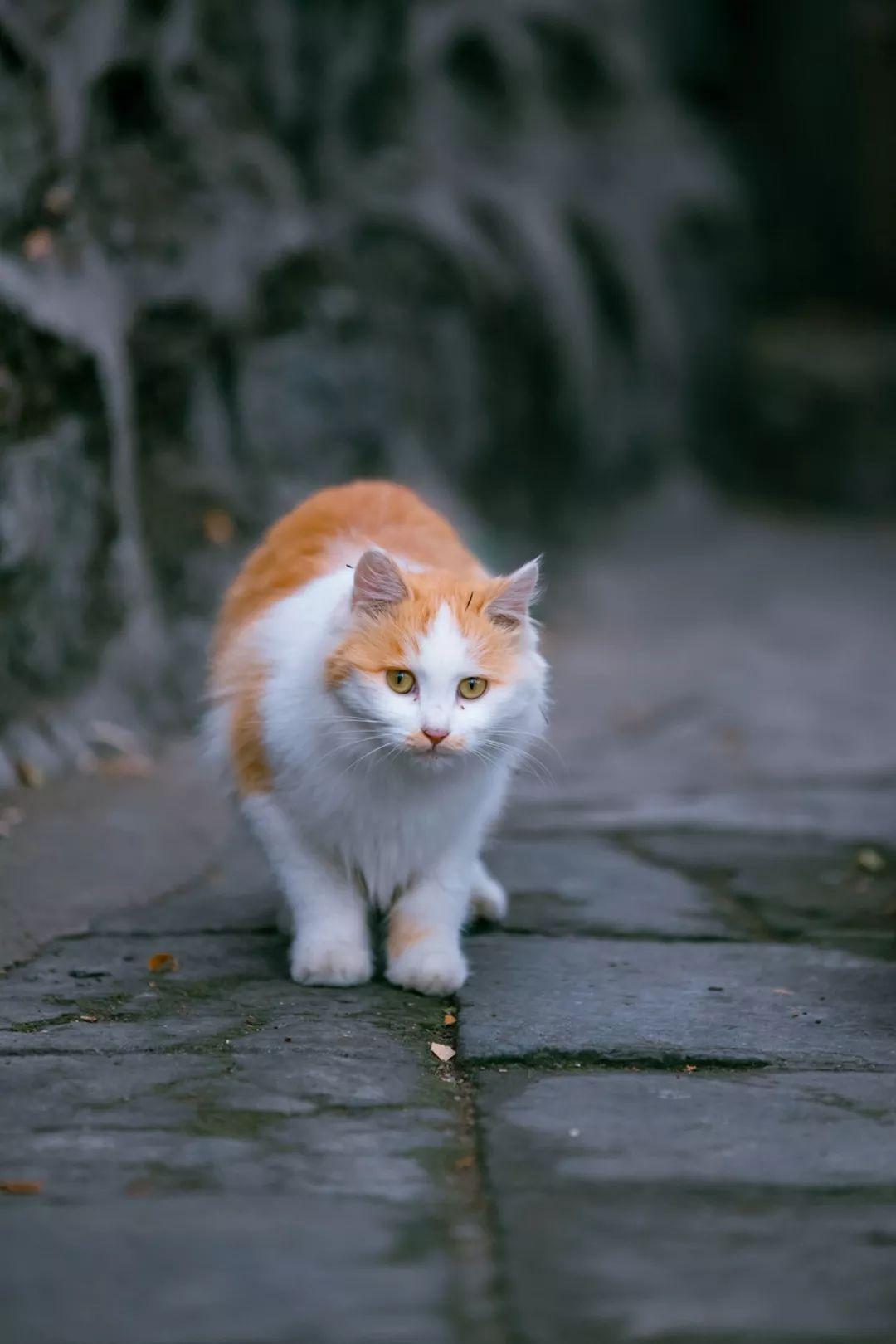 为什么你在欧美贴图论坛总被删帖？