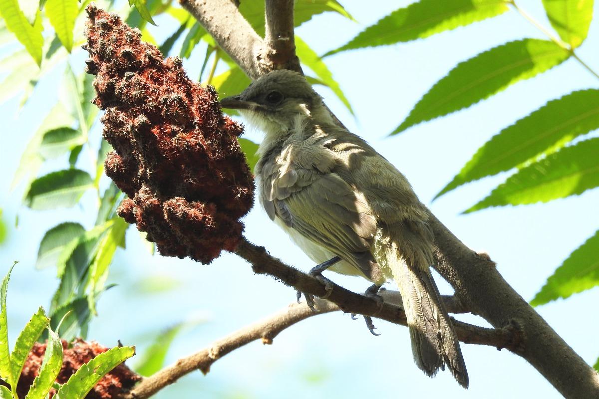 捡到白头翁雏鸟该不该带回家养？