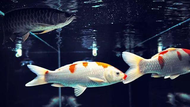 龙鱼混养真的会出鱼命吗？