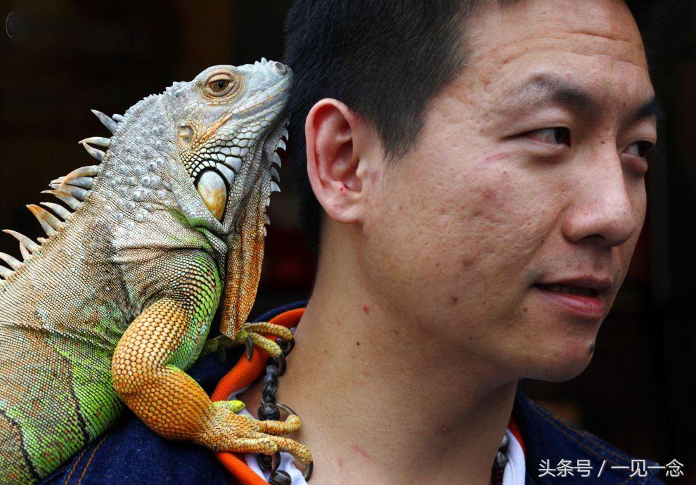 长鬣蜥真的能当宠物养吗？