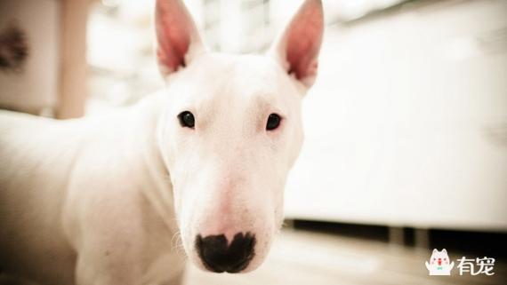 如何正确给牛头梗剪趾甲和修剪脚底毛？完整指南与技巧分享