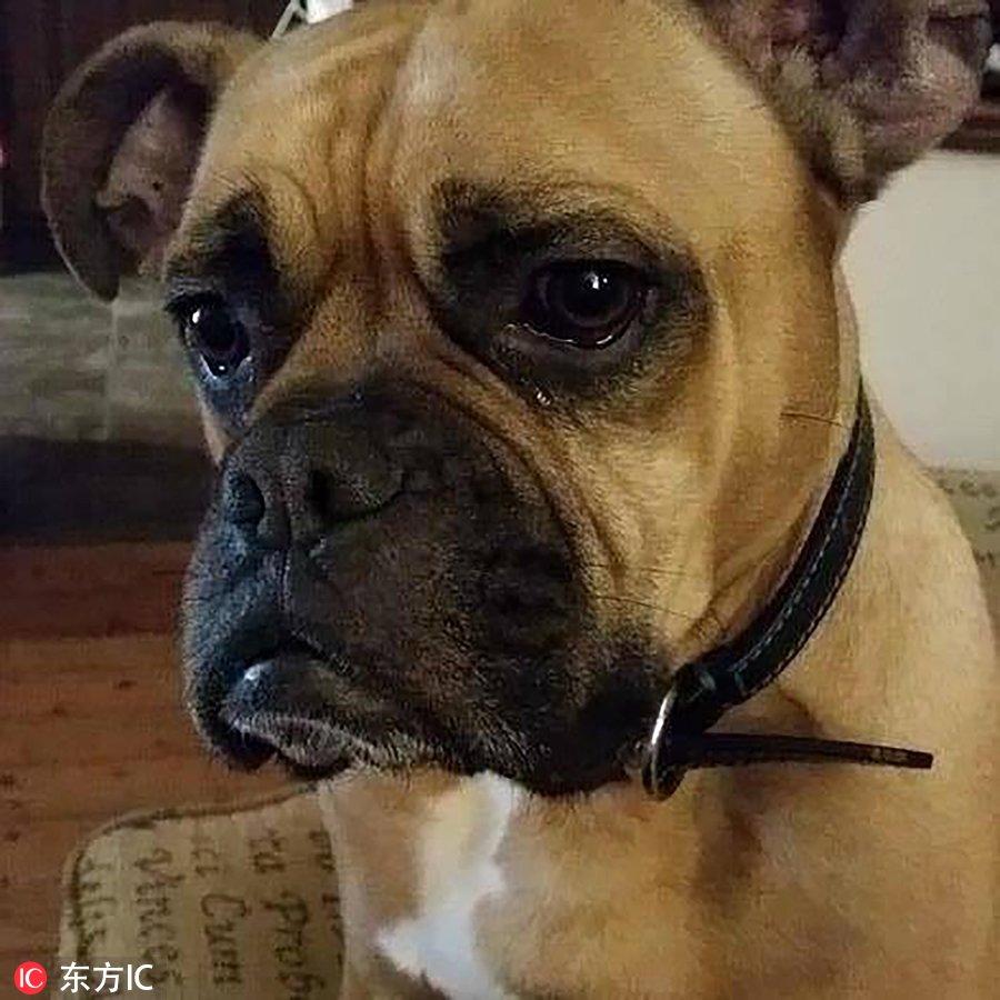 拳师犬真的会把家拆成废墟吗？