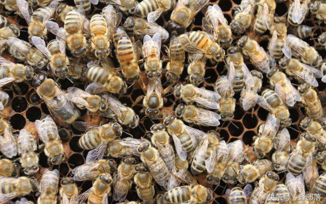 养蜂新手必看：蜂王到底有啥用？