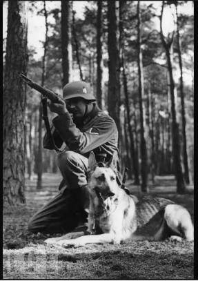 德国牧羊犬为什么总把家里搞成战场? 德国牧羊犬为什么总把家里搞成战场?