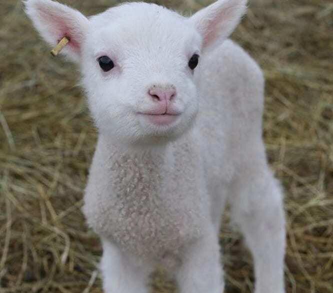 2024年这些生肖要穿红内裤？