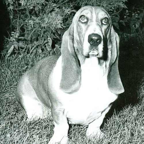 养巴吉度犬前必须知道的7件事？