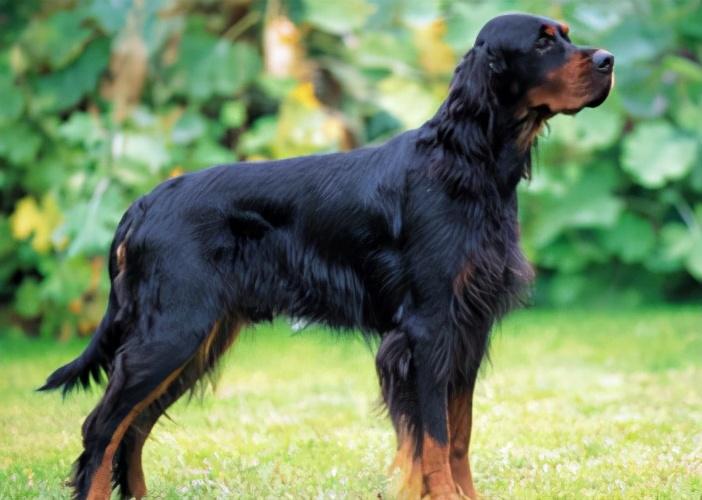 养哥顿雪达犬真的适合新手吗？