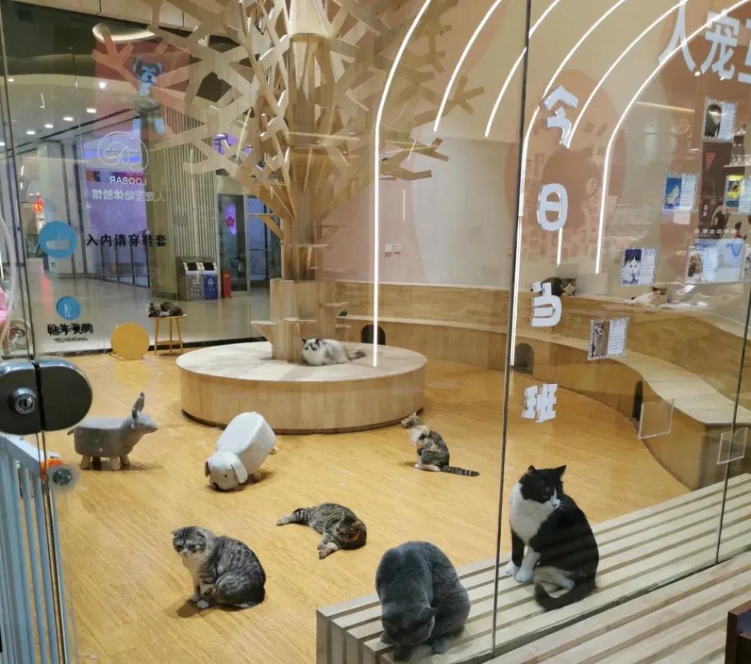 开宠物用品店真的能躺着赚钱吗？