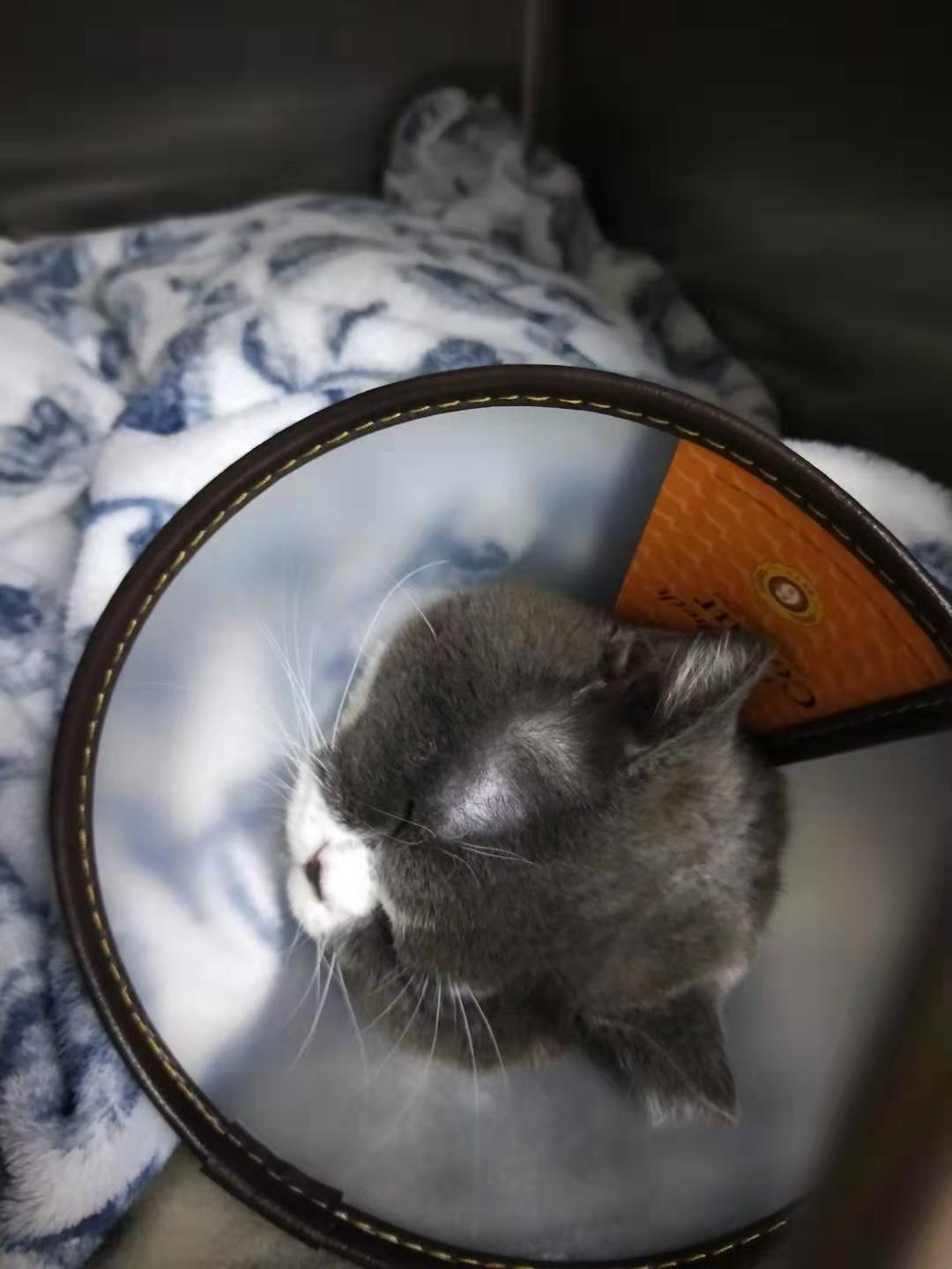 带烈字的男孩名字大全：独特、响亮、寓意深刻的命名指南