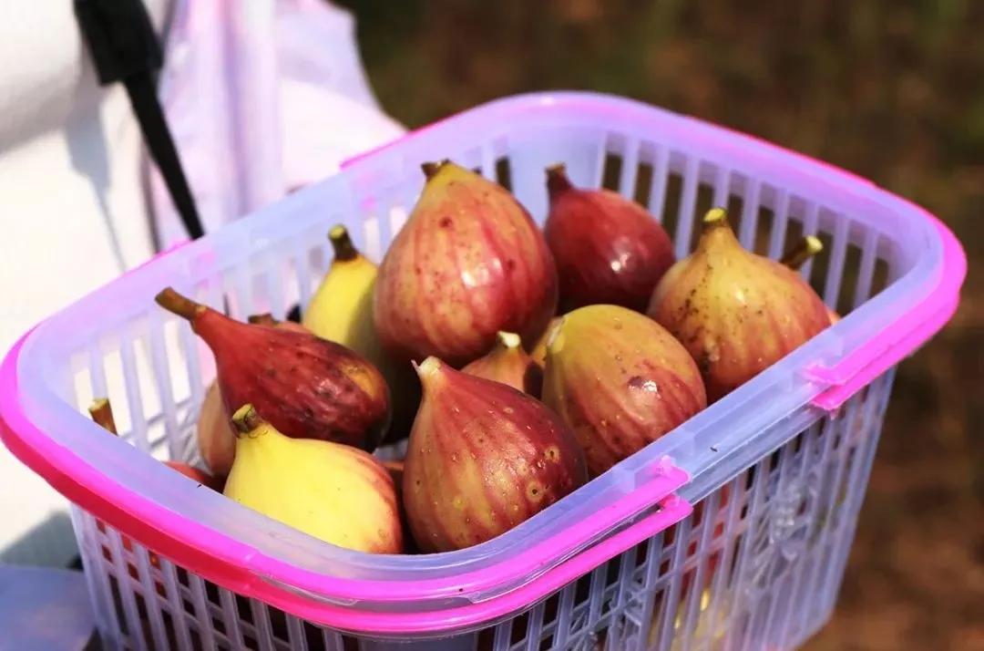 南京水果批发市场完全攻略：新手小白必看的进货圣经