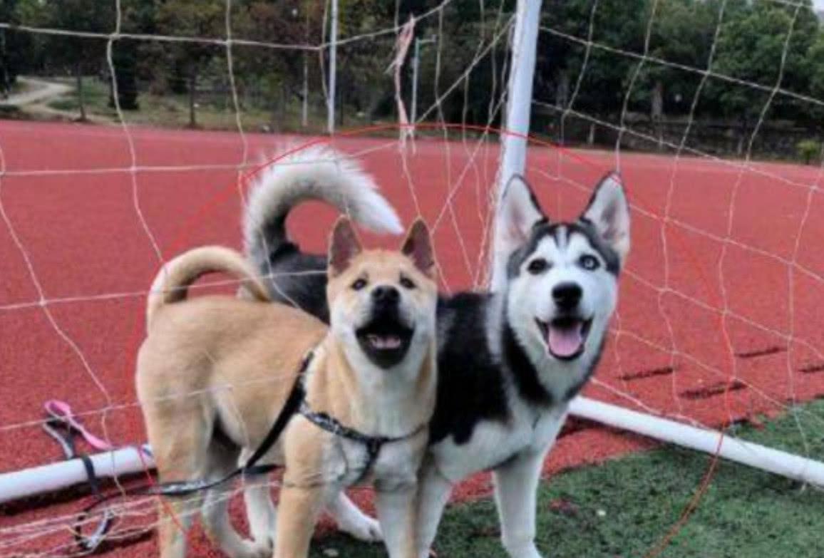 你家二哈为啥总学狼嚎不狗叫？