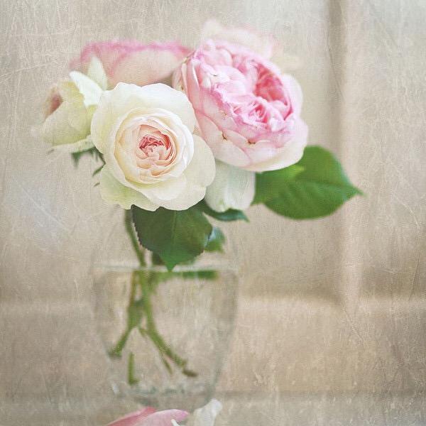 刚来悉尼两眼一抹黑？华人论坛到底怎么玩？