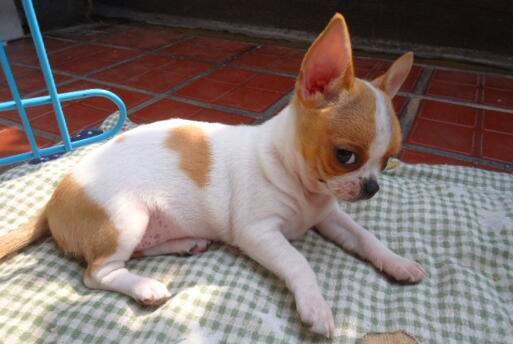 吉娃娃为啥叫吉娃娃？