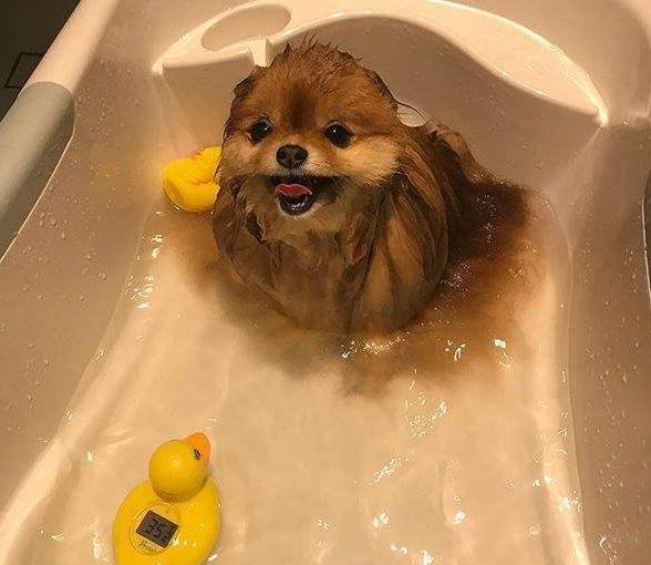 博美犬剪成俊介造型真的适合新手养吗？