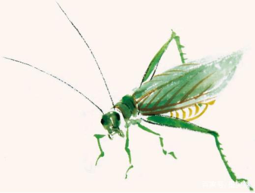 纺织娘真的适合零基础新手吗？