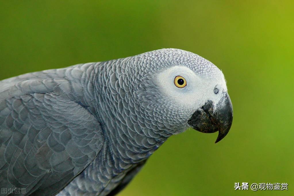 绯胸鹦鹉吃食有讲究，快来了解它吃什么
